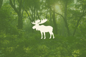 Planas "BRIEDIS" - 1 mėnesio prenumerata