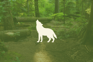 Planas "VILKAS" - 2 savaičių prenumerata