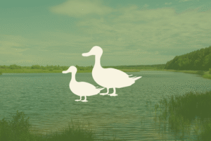 Planas "ANTIS" - 2 savaičių prenumerata